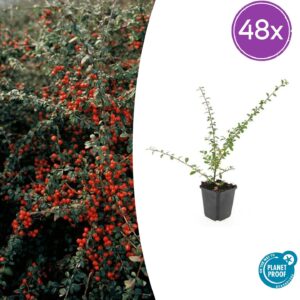 Cotoneaster suec. 'Coral Beauty' | 48 stuks