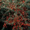 Cotoneaster suec. 'Coral Beauty' | 48 stuks