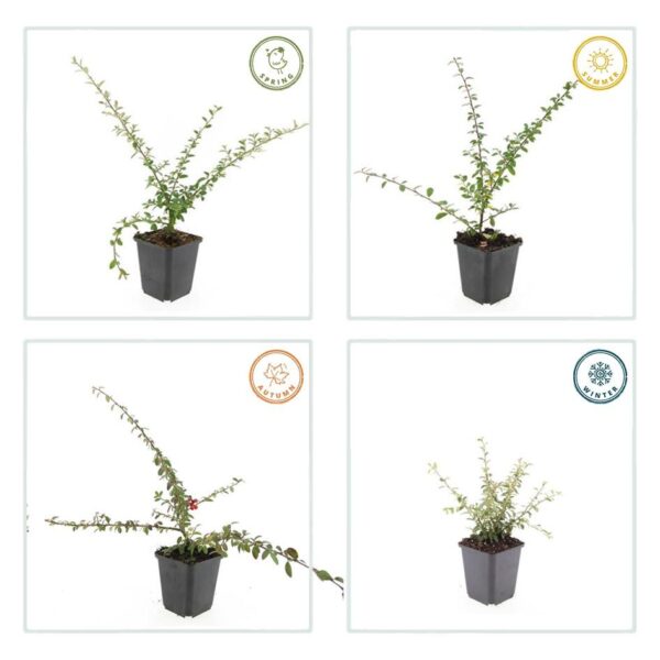 Cotoneaster suec. 'Coral Beauty' | 48 stuks