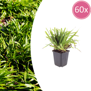 thumbnail_6000-1350.png Luzula sylvatica | 60 stuks