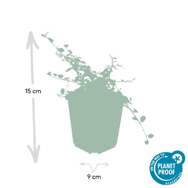 Cotoneaster pr. 'Queen of Carpets' | 48 stuks