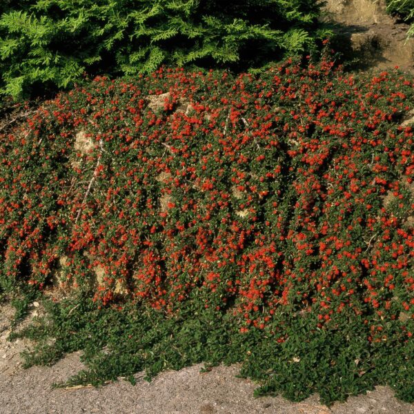 Cotoneaster pr. 'Queen of Carpets' | 48 stuks