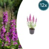 Lythrum salicaria | 12 stuks