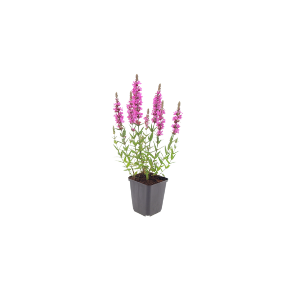 Lythrum salicaria | 12 stuks
