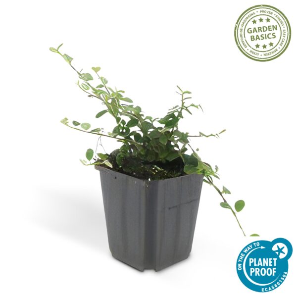 thumbnail_6000-1359.jpg Cotoneaster pr. 'Streib's Findling' | 24 stuks