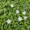 Vinca minor 'Gertrude Jekyll' | 24 stuks