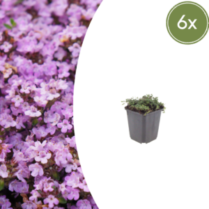 thumbnail_6000-136.png Thymus praecox 'Purple Beauty' | 6 stuks