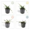 Cotoneaster pr. 'Streib's Findling' | 24 stuks