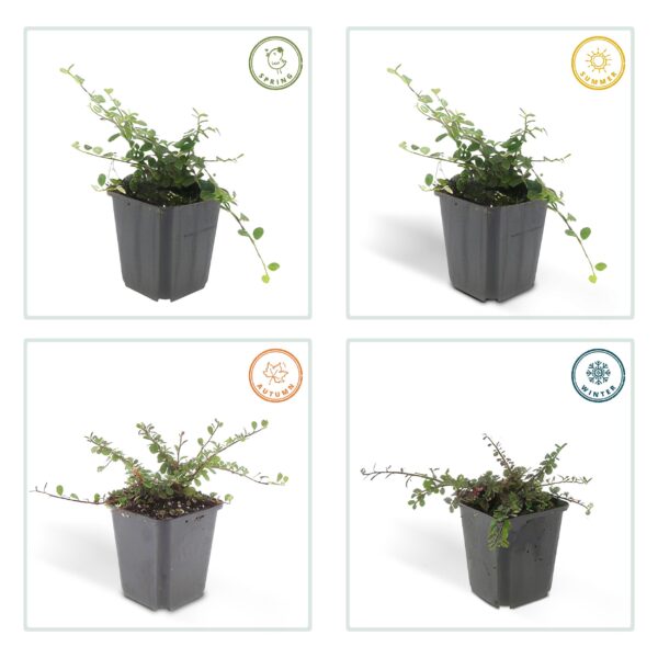 thumbnail_6000-1360.jpg Cotoneaster pr. 'Streib's Findling' | 24 stuks