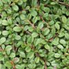 Cotoneaster pr. 'Streib's Findling' | 24 stuks