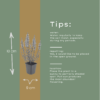 Lythrum salicaria | 12 stuks