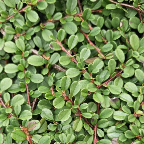 thumbnail_6000-1361.jpg Cotoneaster pr. 'Streib's Findling' | 24 stuks