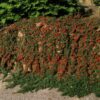 Cotoneaster pr. 'Streib's Findling' | 24 stuks