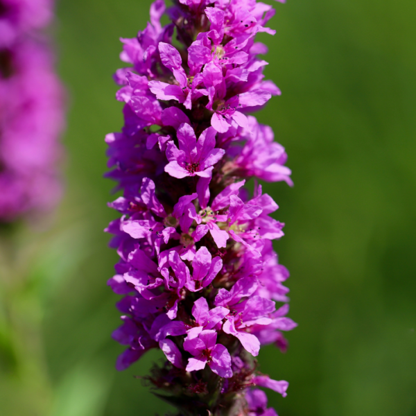 Lythrum salicaria | 12 stuks