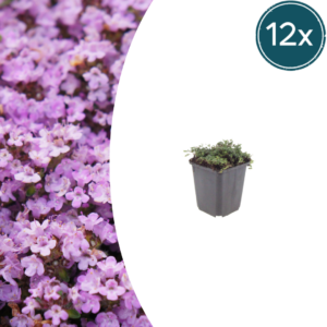 thumbnail_6000-137.png Thymus praecox 'Purple Beauty' | 12 stuks