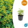 Alchemilla mollis | 24 stuks