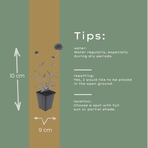 Knautia macedonica | 48 stuks