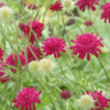 Knautia macedonica | 48 stuks