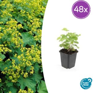 Alchemilla mollis | 48 stuks