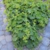 Alchemilla mollis | 48 stuks