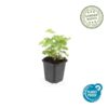 Alchemilla mollis | 48 stuks