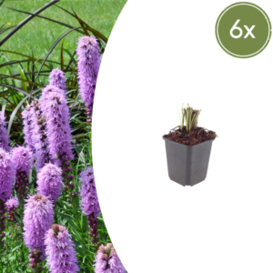 thumbnail_6000-1405.png Liatris spicata | 6 stuks