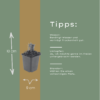Liatris spicata | 6 stuks