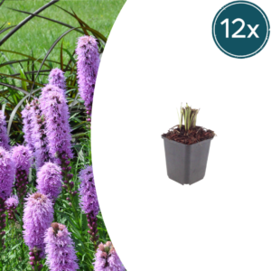 thumbnail_6000-1412.png Liatris spicata | 12 stuks