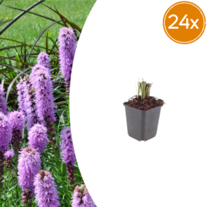thumbnail_6000-1419.png Liatris spicata | 24 stuks