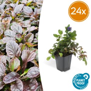 Ajuga reptans | 24 stuks