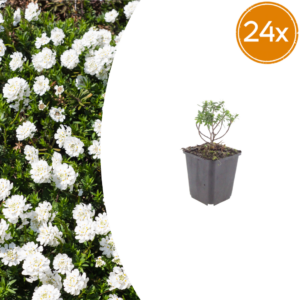 thumbnail_6000-1426.png Iberis semp. 'Schneeflocke' | 24 stuks