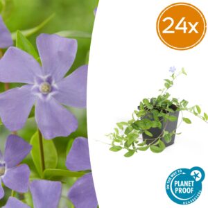 Vinca minor 'La Grave' | 24 stuks
