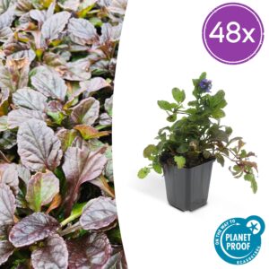 Ajuga reptans | 48 stuks