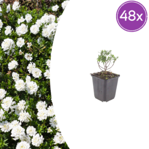 thumbnail_6000-1434.png Iberis semp. 'Schneeflocke' | 48 stuks