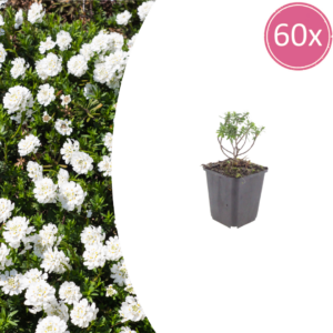 thumbnail_6000-1442.png Iberis semp. 'Schneeflocke' | 60 stuks
