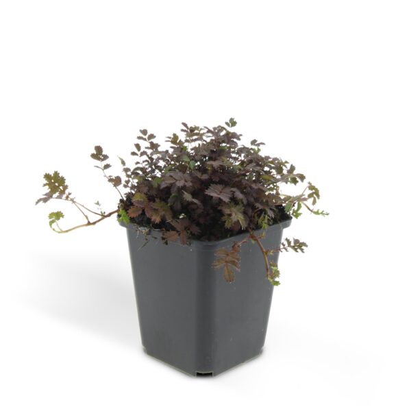 Acaena microphylla 'Kupferteppich' | 48 stuks