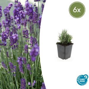 Lavandula ang. 'Dwarf Blue' | 6 stuks