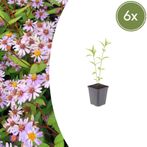 thumbnail_6000-1450.png Kalimeris incisa 'Blue Star' | 6 stuks