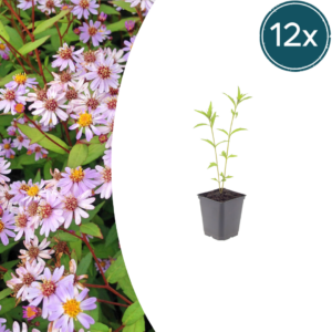 thumbnail_6000-1457.png Kalimeris incisa 'Blue Star' | 12 stuks