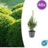 Buxus Sempervirens | 48 stuks