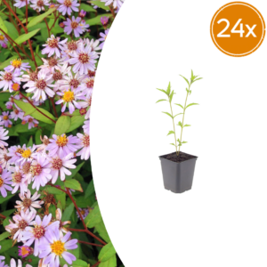 thumbnail_6000-1464.png Kalimeris incisa 'Blue Star' | 24 stuks