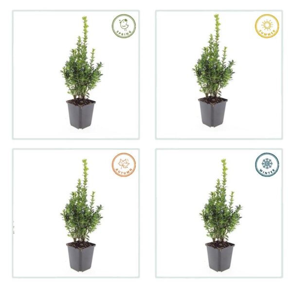 Buxus Sempervirens | 48 stuks