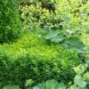 Buxus Sempervirens | 48 stuks