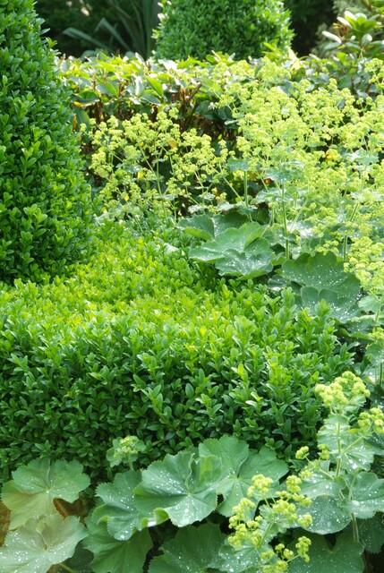 Buxus Sempervirens | 48 stuks