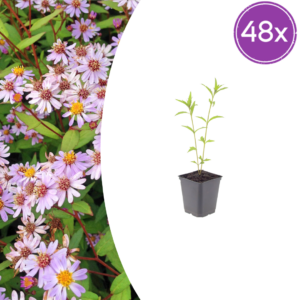 thumbnail_6000-1471.png Kalimeris incisa 'Blue Star' | 48 stuks