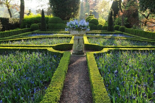 Buxus Sempervirens | 48 stuks