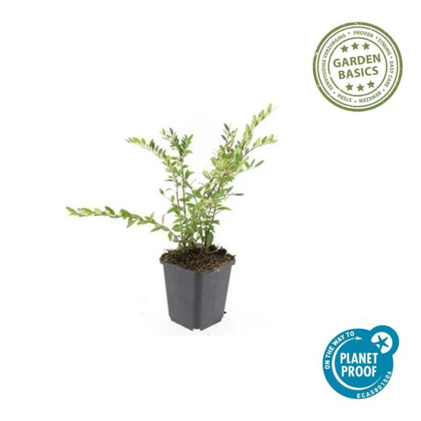 Lonicera pileata 'Purple Pearl' | 24 stuks
