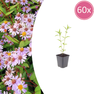 thumbnail_6000-1478.png Kalimeris incisa 'Blue Star' | 60 stuks