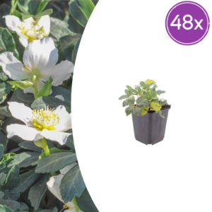 thumbnail_6000-1485.png Helleborus orientalis | 48 stuks