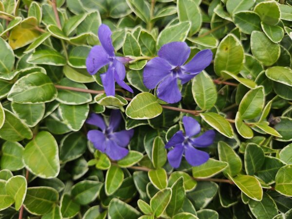 Vinca minor 'Argenteovariegata' | 24 stuks